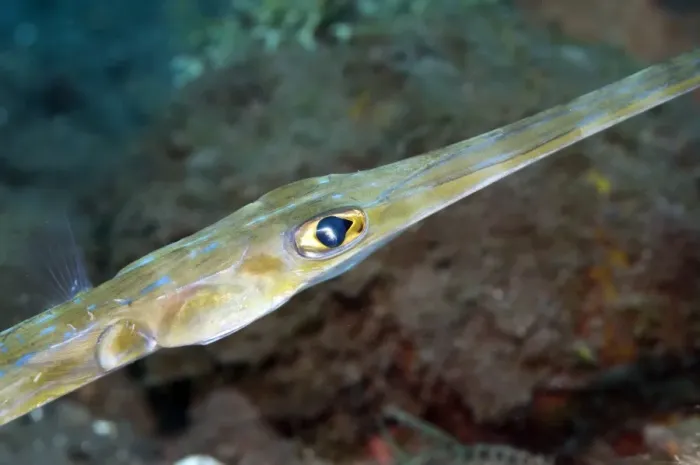 Framed Print : Bluespotted Cornetfish Print