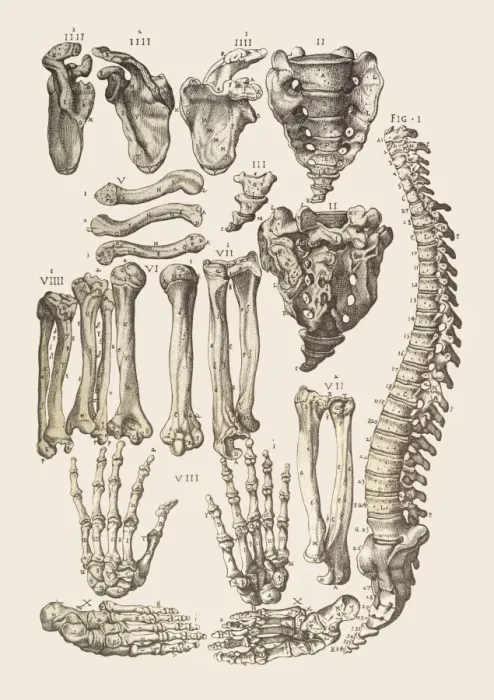 Framed Print : Human Skeleton Print Framed Print : Human Skeleton Print