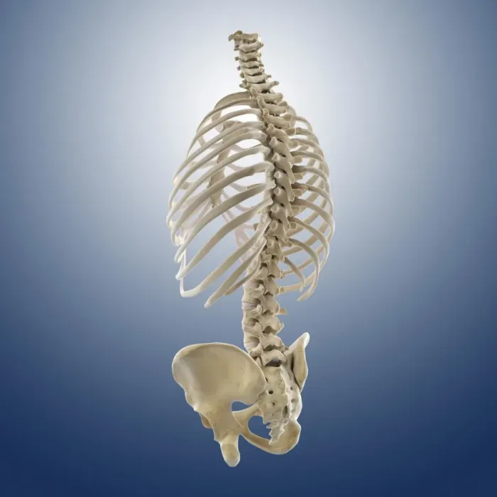 Framed Print : Bones of the torso print Framed Print : Bones of the torso print