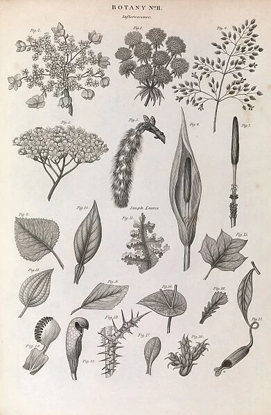 Botany illustrations, 1823 C017  /  8062
