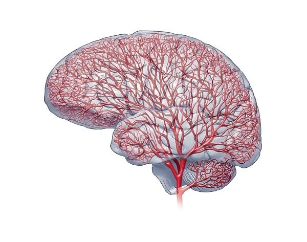 Brain blood vessels, artwork
