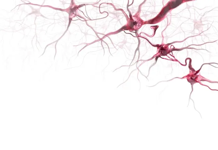 Framed Print : Brain Cells Print - Computer Artwork of Neurons Framed Print : Brain Cells Print - Computer Artwork of Neurons