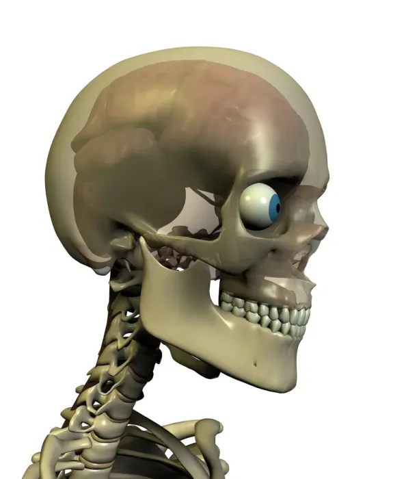 Framed Print : Human Brain Print - Computer Artwork of a Skull Section