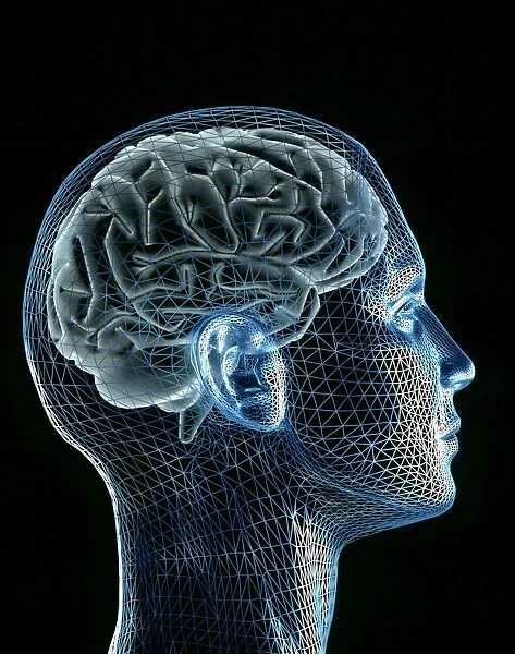 Brain. Computer artwork of a human brain in a male wire-frame head