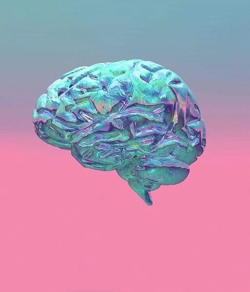 Brain. Computer artwork of a human brain (side view)