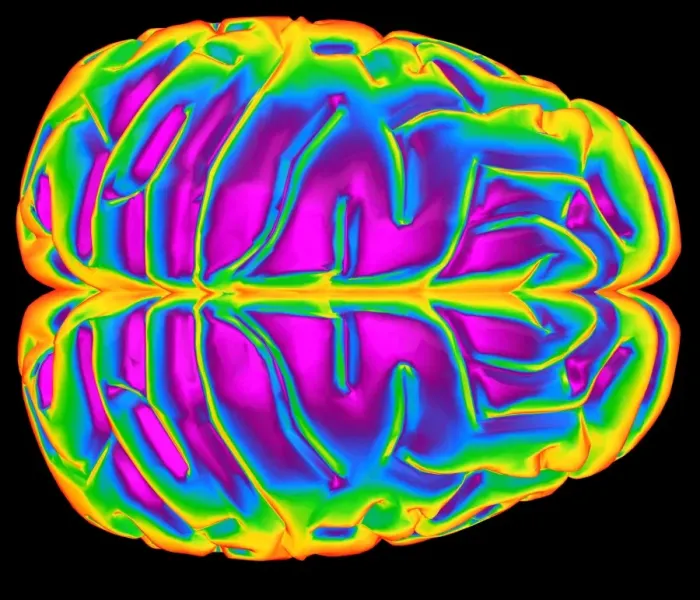 Framed Print : Human Brain Print - Top View Framed Print : Human Brain Print - Top View