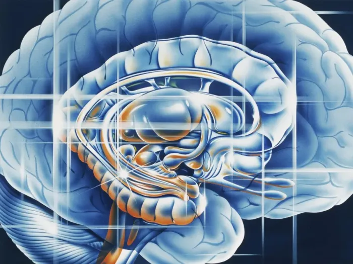 Framed Print : Brain Limbic System Print Framed Print : Brain Limbic System Print