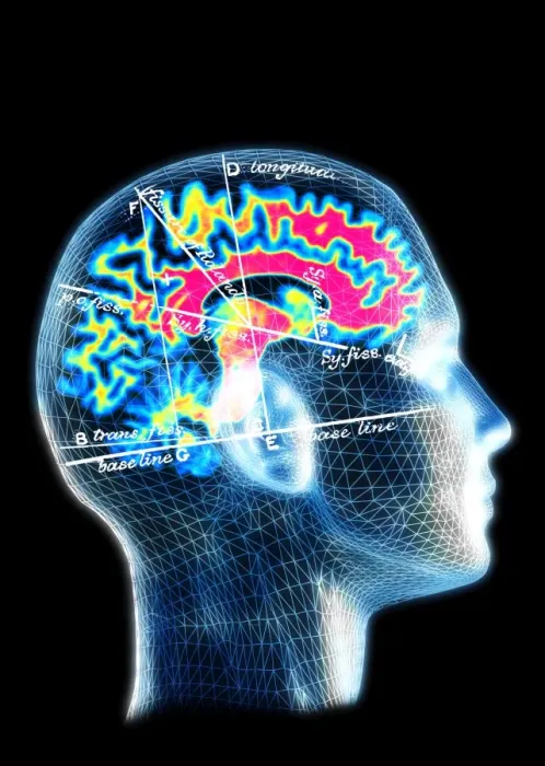 Framed Print : Brain Map Print - Anatomical Features Overlaid on a Brain Framed Print : Brain Map Print - Anatomical Features Overlaid on a Brain