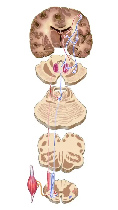Framed Print : Brain Motor Cortex Pathways Print Framed Print : Brain Motor Cortex Pathways Print