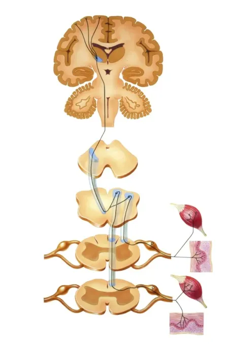 Framed Print : Brain Motor Cortex Pathways Print Framed Print : Brain Motor Cortex Pathways Print