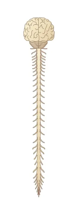Framed Print : Brain and Spinal Cord Print Framed Print : Brain and Spinal Cord Print