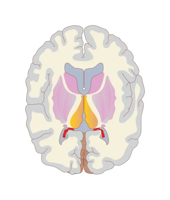 Framed Print : Brain Structures Print: Transverse Section