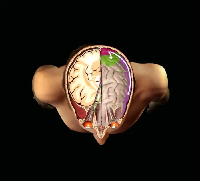 Framed Print : Brain and Vision Print: Anatomical Illustration of the Visual Pathways Framed Print : Brain and Vision Print: Anatomical Illustration of the Visual Pathways