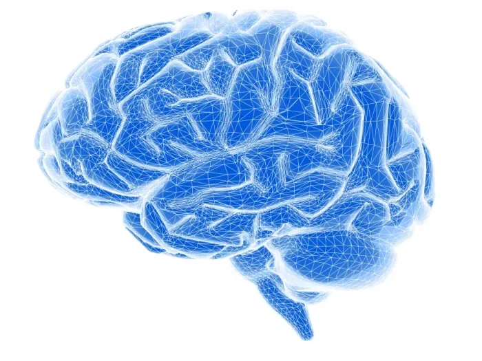Framed Print : Brain Print - Side View of a Human Brain Framed Print : Brain Print - Side View of a Human Brain