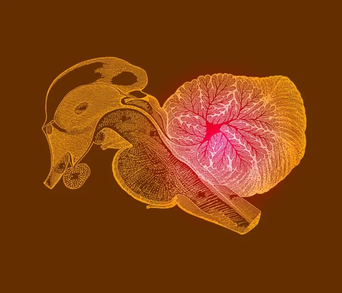 Framed Print : Vertical Section Through Brainstem and Cerebellum Print Framed Print : Vertical Section Through Brainstem and Cerebellum Print
