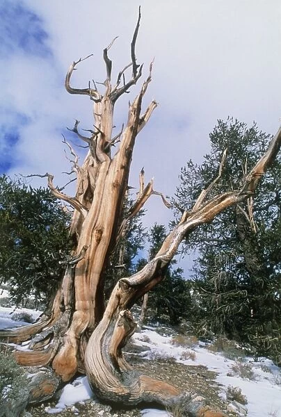 Bristlecone pine tree, Pinus aristata