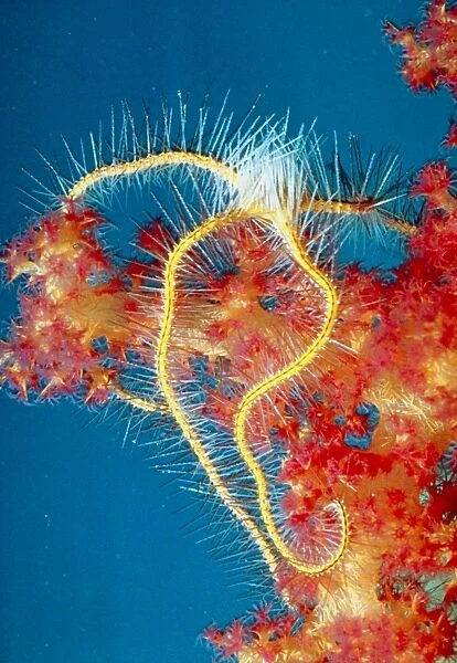 Brittle star on coral