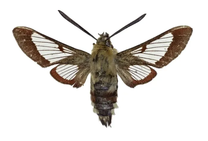Framed Print : Broad-bordered bee hawkmoth Print Framed Print : Broad-bordered bee hawkmoth Print