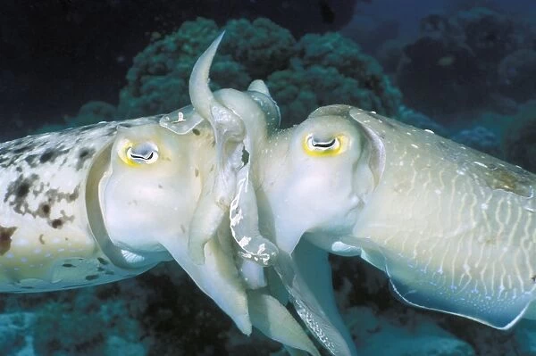 Broadclub cuttlefish mating