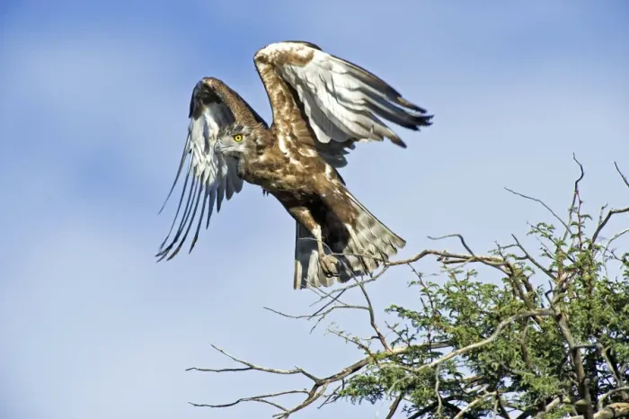 Framed Print : Brown snake eagle taking off from a tree, Print Framed Print : Brown snake eagle taking off from a tree, Print