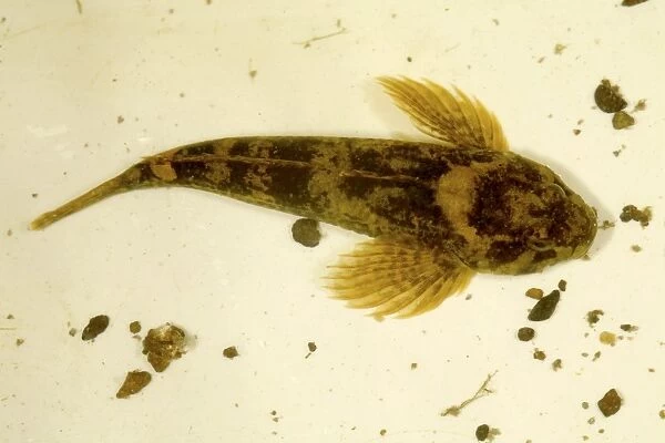 Bullhead (Cottus gobio). This species of freshwater fish is nocturnal