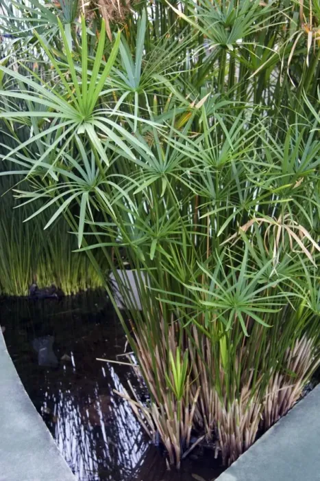 Framed Print : Bulrush Print: Papyrus Plants in a Pond Framed Print : Bulrush Print: Papyrus Plants in a Pond