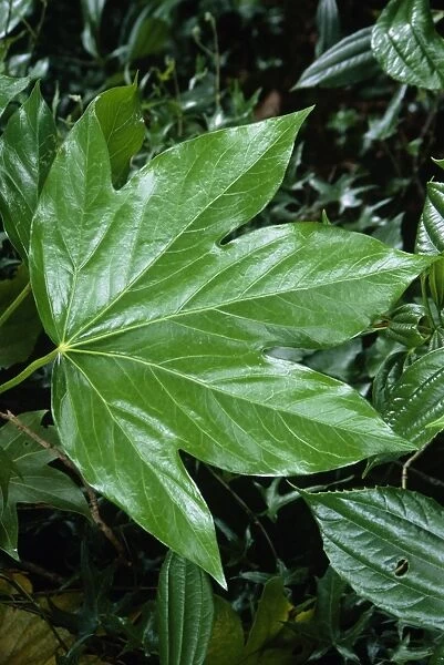 Bush ivy leaf (Fatshedera lizei)