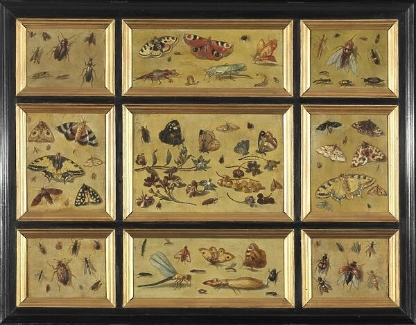 Butterflies and other insects, artwork C016  /  5554