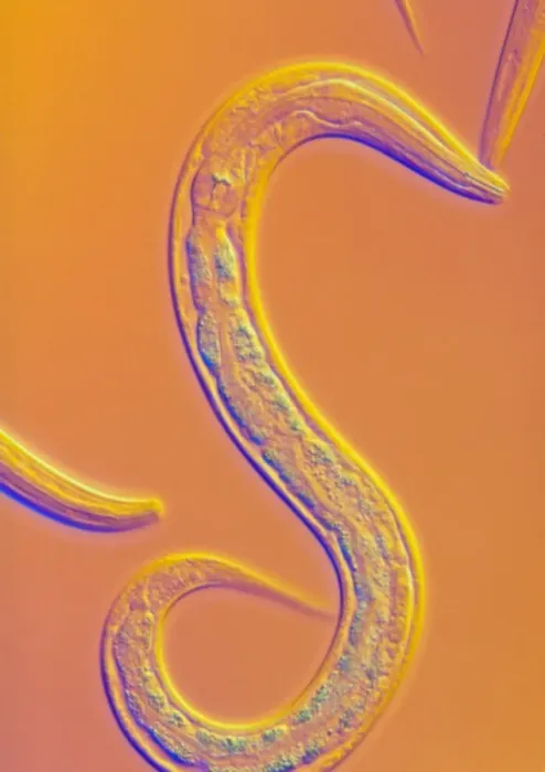 Framed Print : Caenorhabditis elegans nematode worm light micrograph print