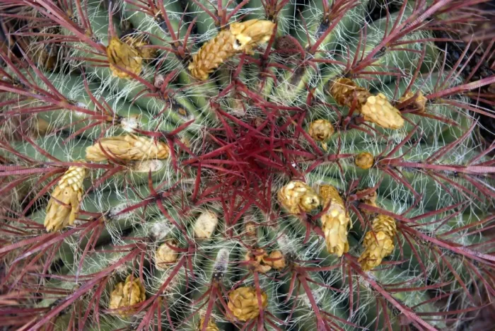 Framed Print : Cactus in Flower Print Framed Print : Cactus in Flower Print