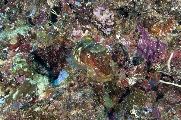 Camouflaged broadclub cuttlefish