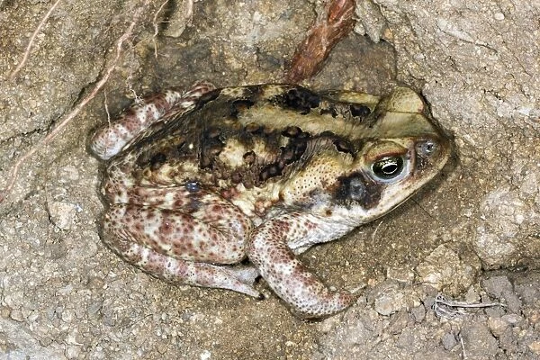 Cane toad, Ecuador C013  /  8860
