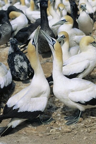 Cape gannet courtship ritual