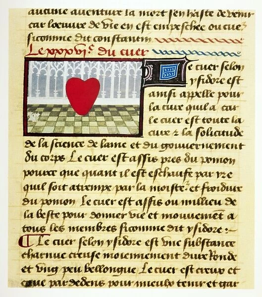 Cardiac treatise, 15th century