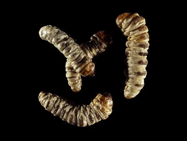 Castniid moth larvae
