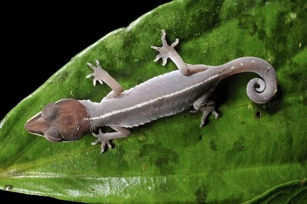 Cat gecko (Aeluroscalabotes felinus) on a leaf