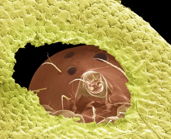 Framed Print : SEM Print of Emerging Caterpillar