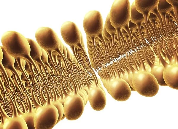Cell membrane lipid bilayer, artwork F007  /  1479
