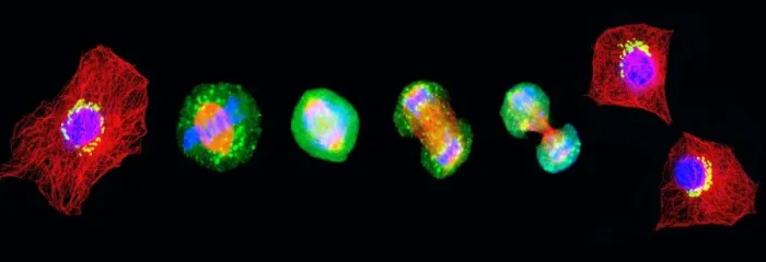 Framed Print : Cell Mitosis Print: A composite micrograph of 6 stages Framed Print : Cell Mitosis Print: A composite micrograph of 6 stages