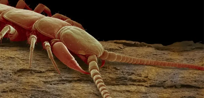 Framed Print : Centipede Head and Body SEM Print