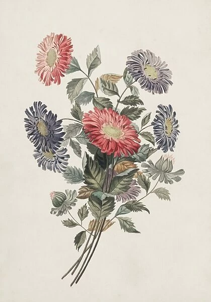 China aster flowers, 19th century C013  /  6775