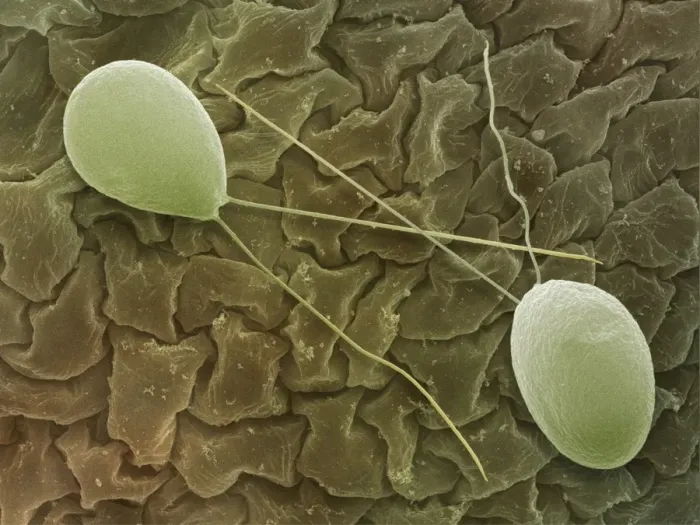 Framed Print : Chlamydomonas sp. algae SEM Print Framed Print : Chlamydomonas sp. algae SEM Print