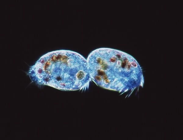 Ciliate protozoa dividing