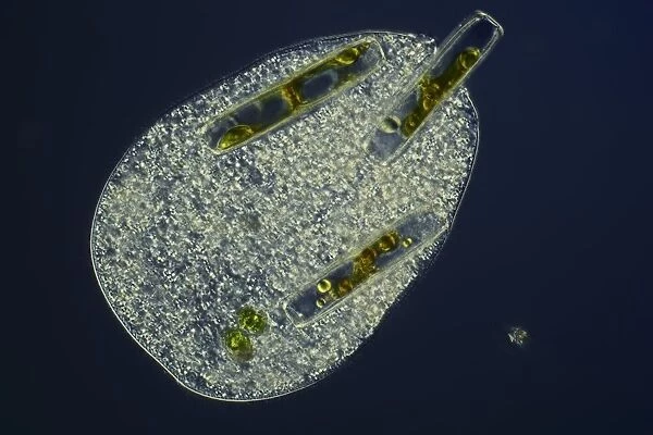 Ciliate protozoan ingesting algae