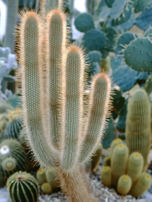 Framed Print : Cleistocactus Spiny Column Print