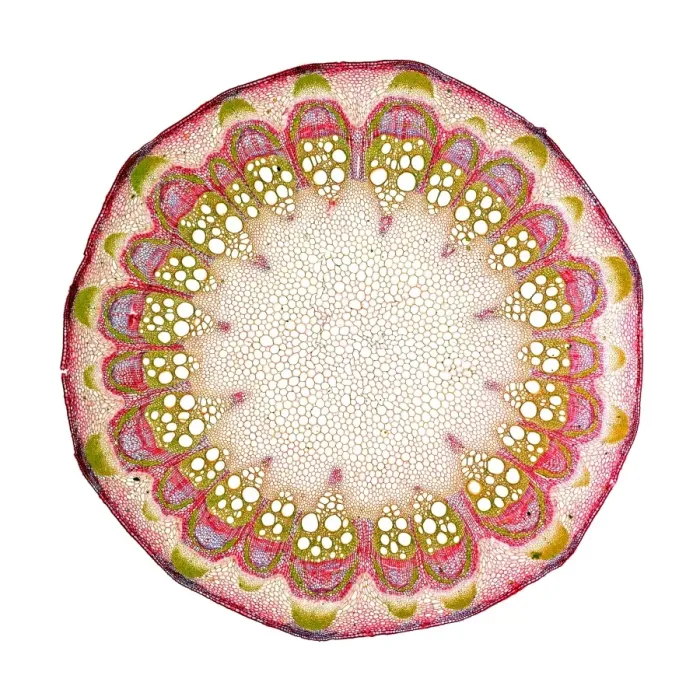 Framed Print : Clematis Stem Transverse Section Print Framed Print : Clematis Stem Transverse Section Print