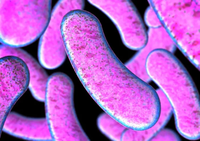 Framed Print : Clostridium botulinum Bacteria Print Framed Print : Clostridium botulinum Bacteria Print