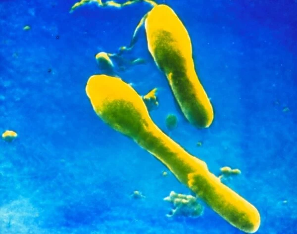 Clostridium tetani bacteria