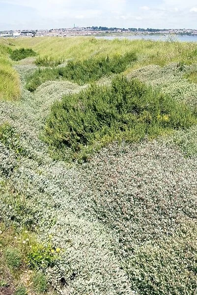 Coastal vegetation