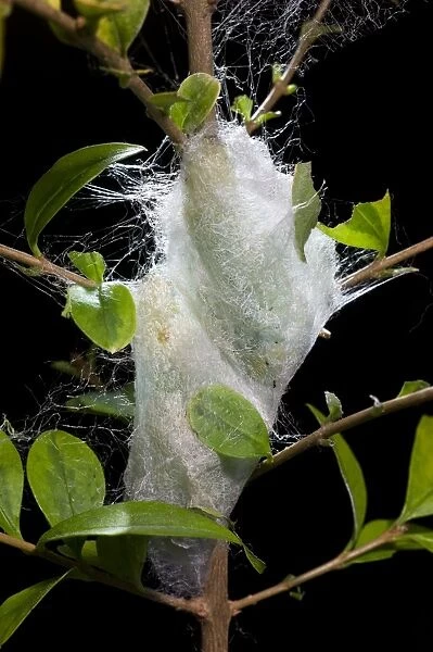 Cocoons of Chinese silkmoth